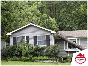 What Should You Do When a Tree Falls on Your Roof?